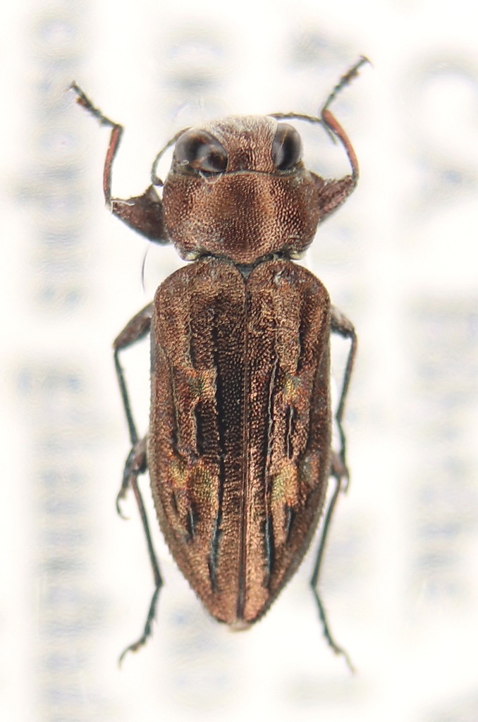 Chrysobothris from Riverside County, CA, USA on June 12, 2023 by Vahe