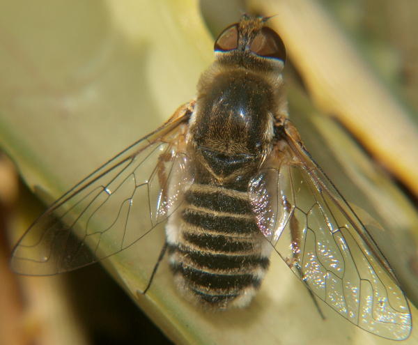 Villa sexfasciata