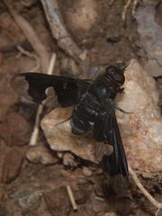Litorhina