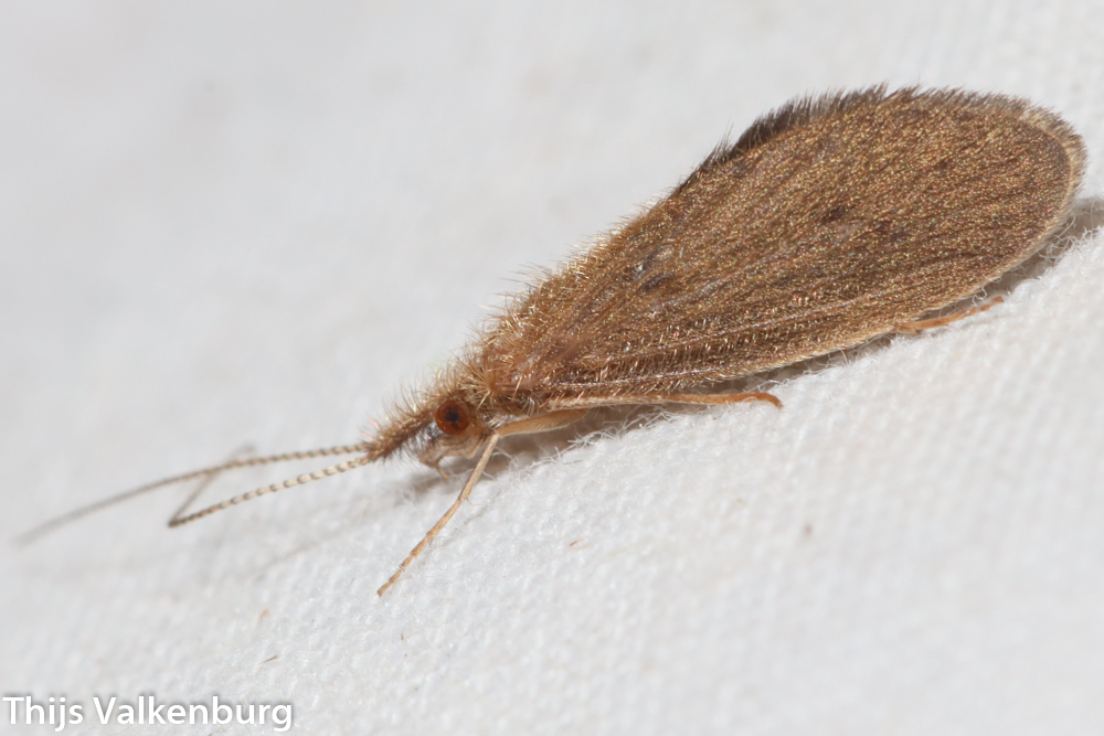 Bizarre Caddisflies