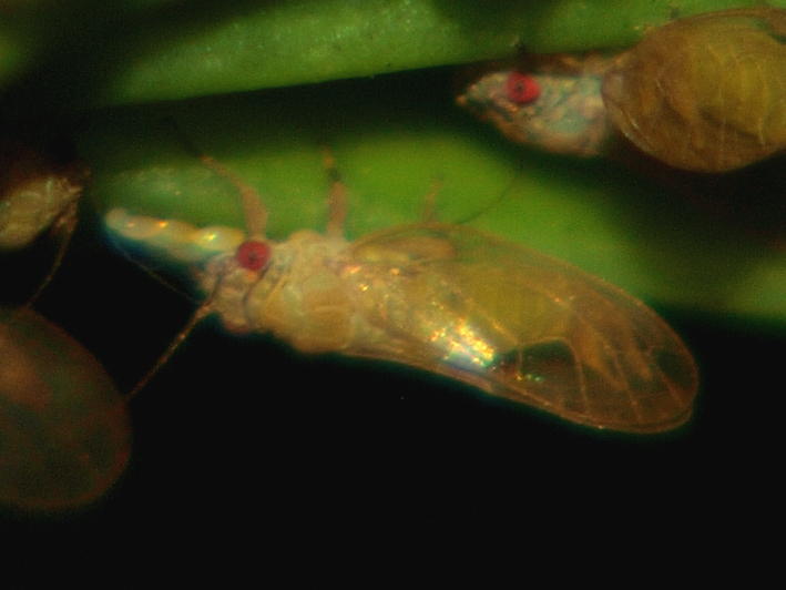 Ciriacremum julbernardioides