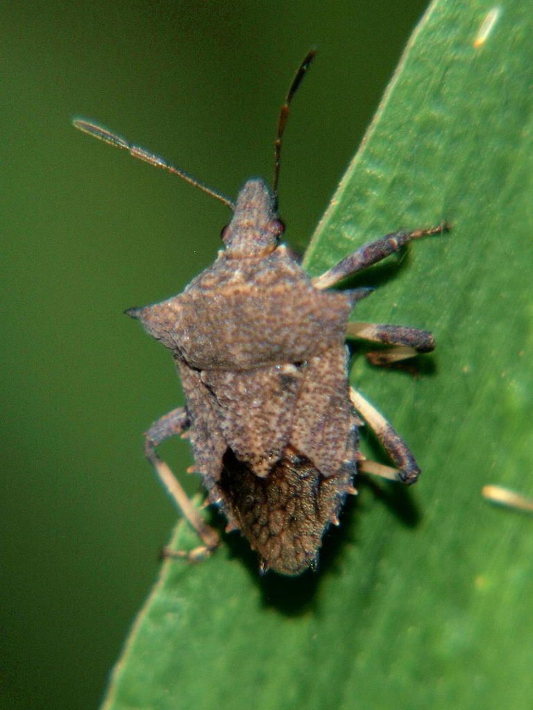 Tyoma