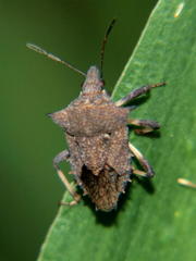 Tyoma cryptorhyncha