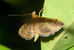 Omiodes indicata