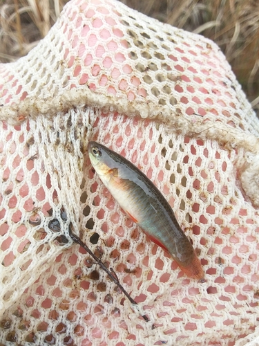 Banded topminnow (Fundulus cingulatus) — Fundulidae — 5