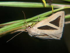 Parachalciope mahura