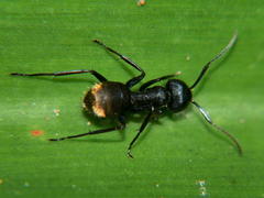 Camponotus chrysurus