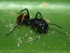 Camponotus chrysurus