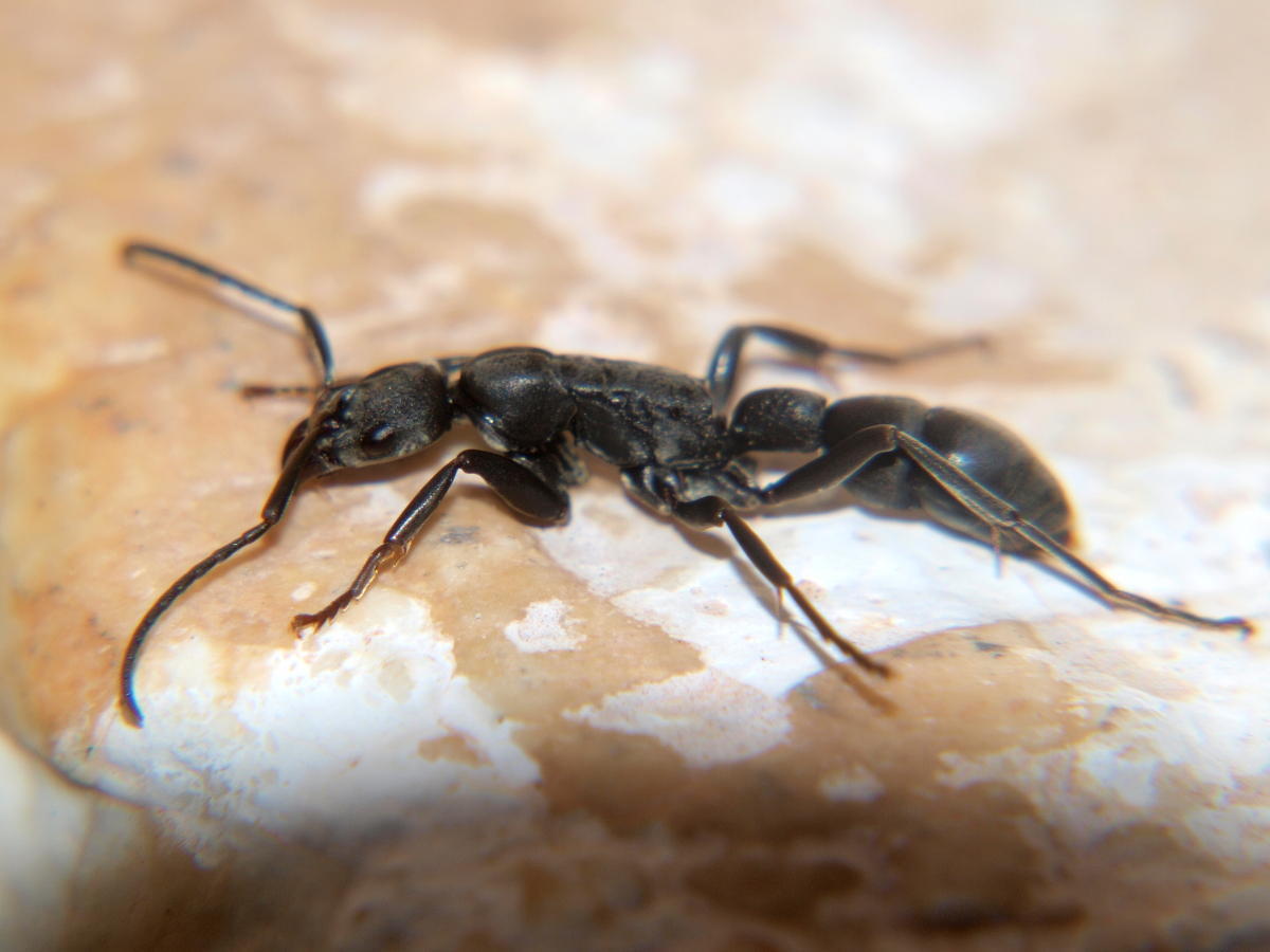 Platythyrea arnoldi