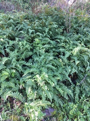 Polypodium californicum