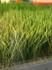 Australopyrum