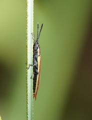 Eurispa vittata