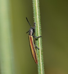 Eurispa vittata