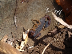 Centruroides granosus