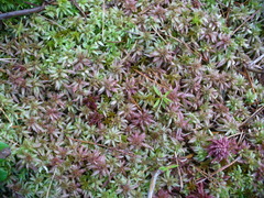 Sphagnum magellanicum