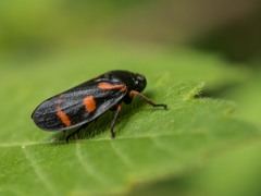 Cercopis intermedia