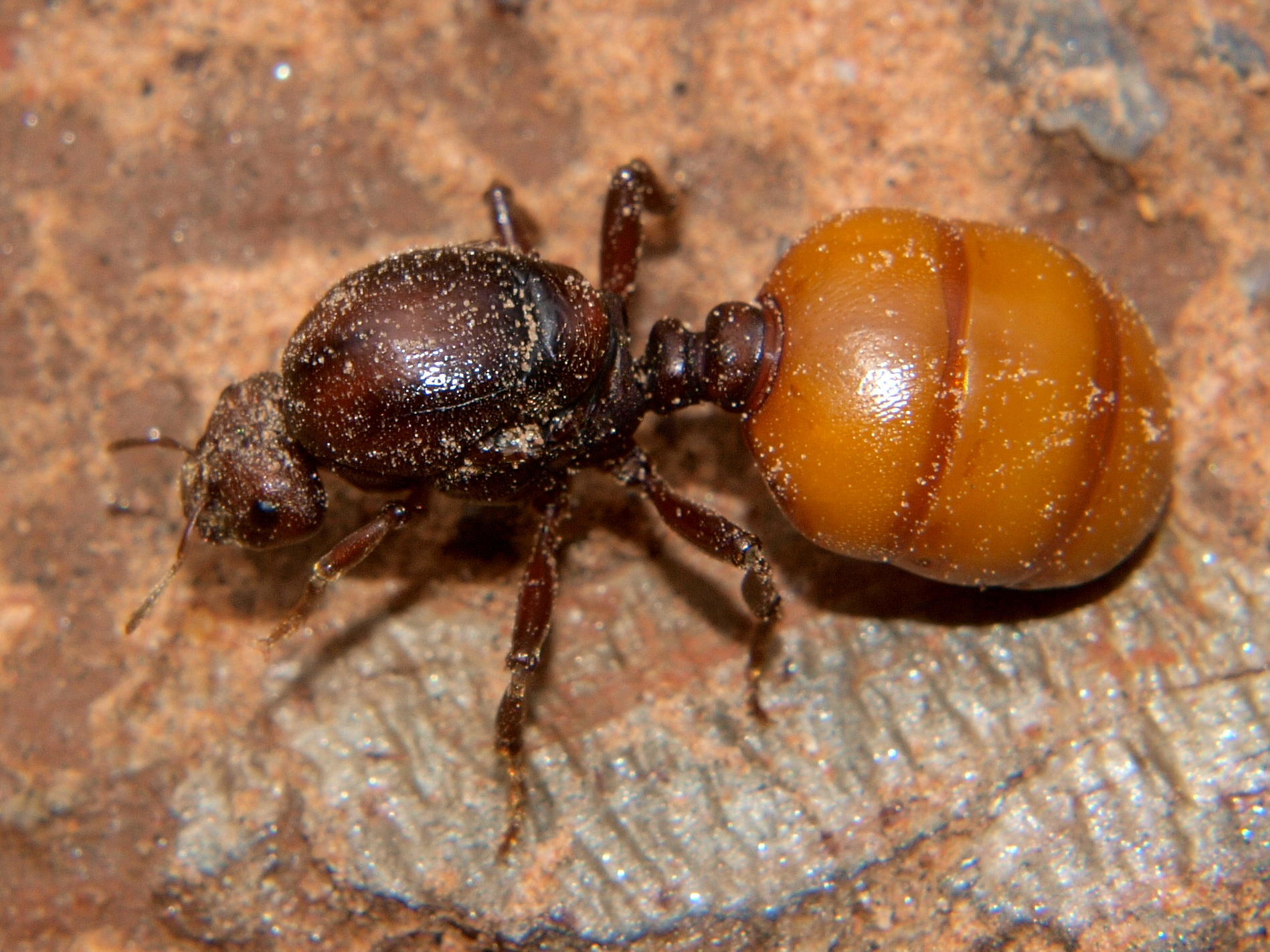 Carebara ampla