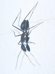 Camponotus etiolipes