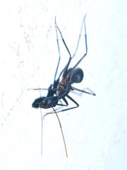 Camponotus etiolipes