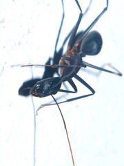 Camponotus etiolipes