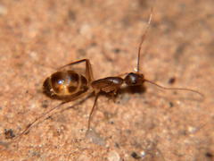 Camponotus etiolipes