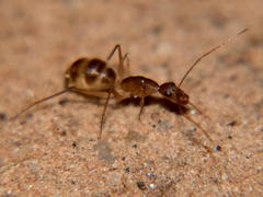Camponotus etiolipes