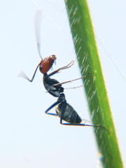 Camponotus rufoglaucus
