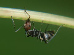 Camponotus rufoglaucus