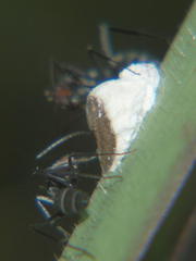 Camponotus rufoglaucus