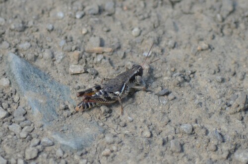 Dawson's Spur-throat Grasshopper photo 3