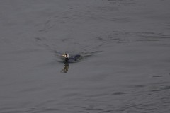 Phalacrocorax carbo