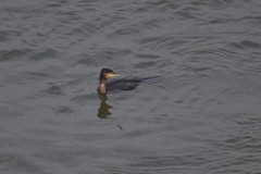 Phalacrocorax carbo