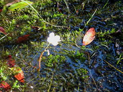 Hydrotriche hottoniiflora