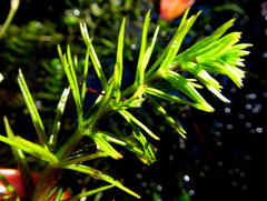 Hydrotriche hottoniiflora