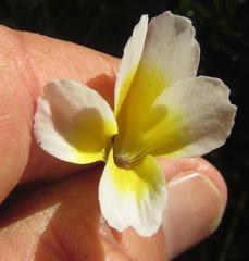 Hydrotriche hottoniiflora