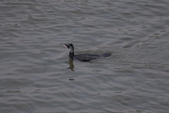 Phalacrocorax carbo
