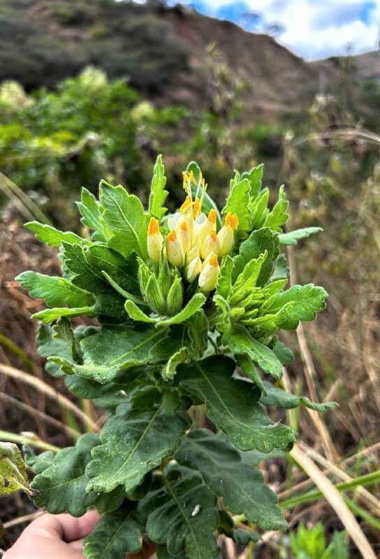 Polemoniaceae image