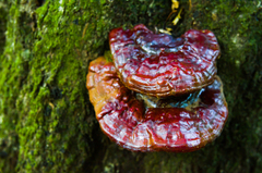 Ganoderma lucidum