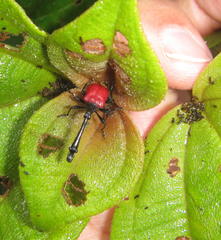 Trachelophorus giraffa
