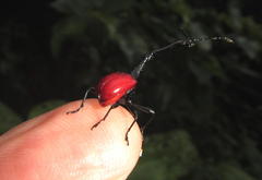 Trachelophorus giraffa