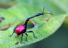 Trachelophorus giraffa