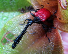 Trachelophorus giraffa