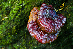 Ganoderma lucidum