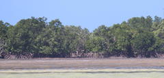 Rhizophora mucronata