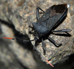 Anoplocnemis curvipes