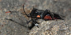 Anoplocnemis curvipes