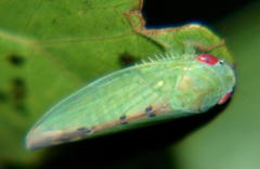 Adama australis