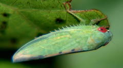 Adama australis