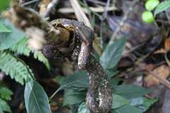 Craspedocephalus puniceus