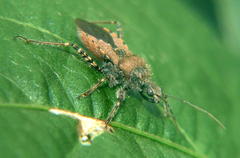 Coranus pullus